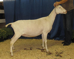 nubian doe for sale