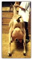 Alpine dairy goat